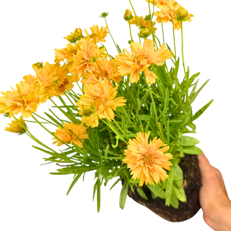 Coreopsis Double the Sun 2L at Cedar Nursery Surrey