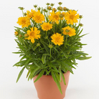 Coreopsis Double the Sun 2L at Cedar Nursery Surrey