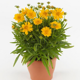 Coreopsis Double the Sun 2L at Cedar Nursery Surrey