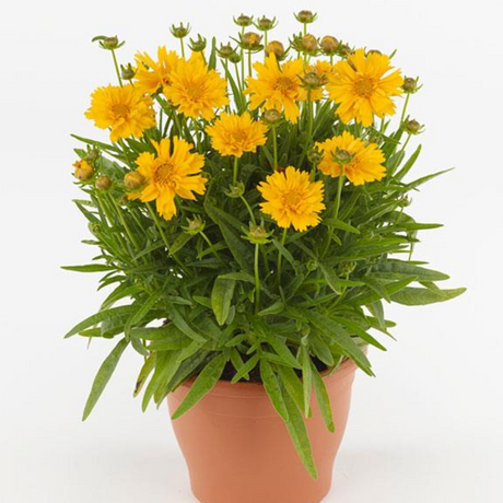 Coreopsis Double the Sun 2L at Cedar Nursery Surrey