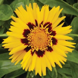 Coreopsis Sunfire 2L at Cedar Nursery Surrey