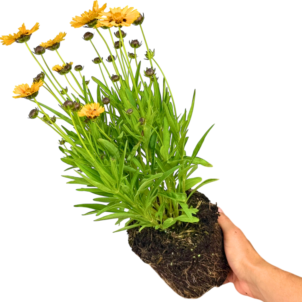 Coreopsis Sunfire 2L at Cedar Nursery Surrey