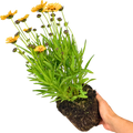 Coreopsis Sunfire 2L at Cedar Nursery Surrey