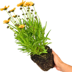 Coreopsis Sunfire 2L at Cedar Nursery Surrey
