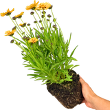 Coreopsis Sunfire 2L at Cedar Nursery Surrey