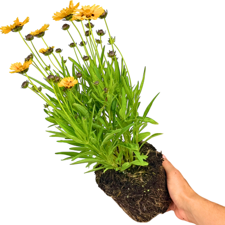 Coreopsis Sunfire 2L at Cedar Nursery Surrey