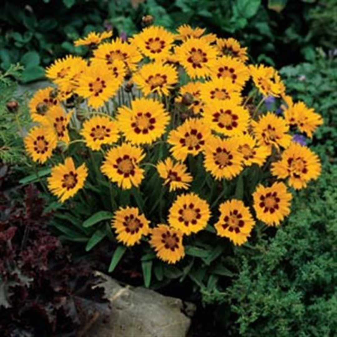 Coreopsis Sunfire 2L at Cedar Nursery Surrey