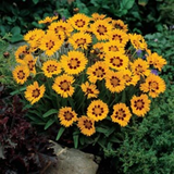 Coreopsis Sunfire 2L at Cedar Nursery Surrey