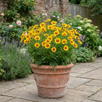 Coreopsis grandiflora Solar Fancy ='Mvnc1904'