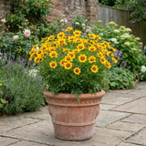 Coreopsis grandiflora Solar Fancy ='Mvnc1904'