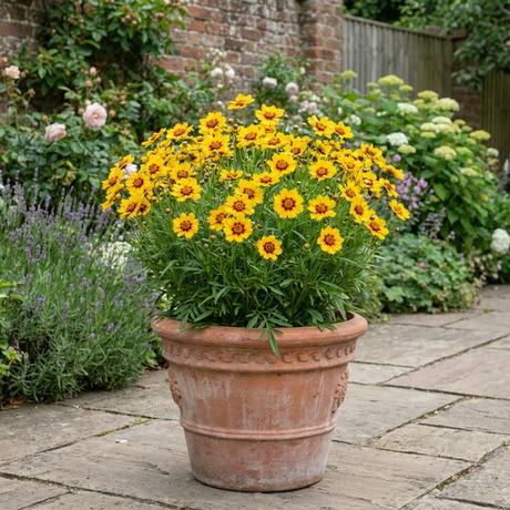 Coreopsis grandiflora Solar Fancy ='Mvnc1904'