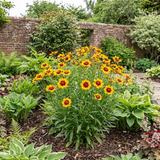Coreopsis grandiflora Solar Fancy ='Mvnc1904'