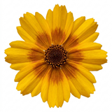 Coreopsis grandiflora Solar Fancy ='Mvnc1904'