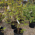 Cornus alba Baton Rouge ='Minibat' 