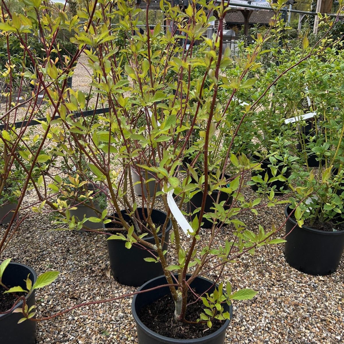 Cornus alba Baton Rouge ='Minibat' 