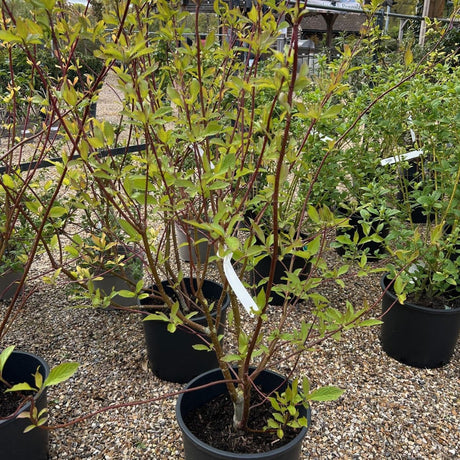 Cornus alba Baton Rouge ='Minibat' 