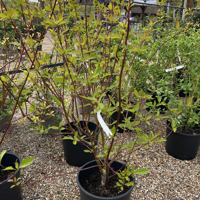 Cornus alba Baton Rouge ='Minibat' 
