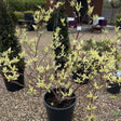 Cornus alba 'Elegantissima'