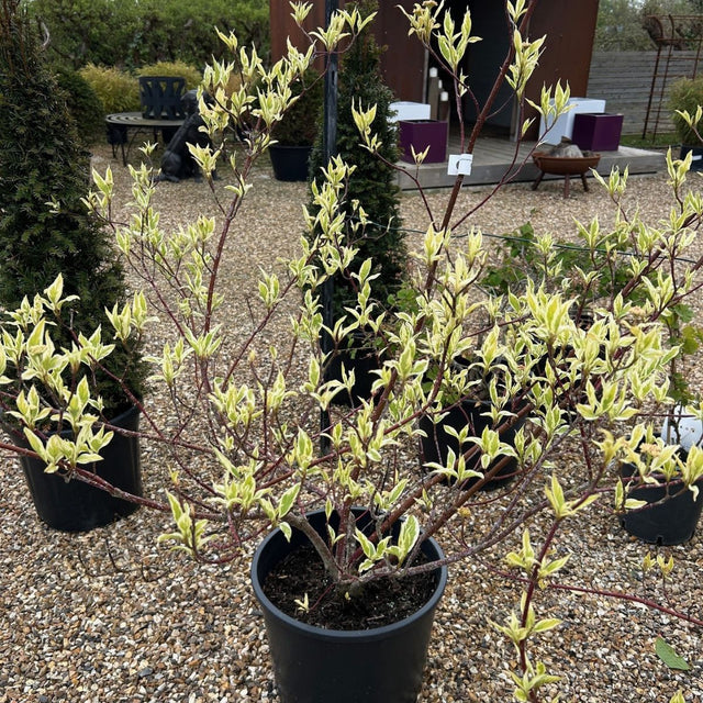 Cornus alba 'Elegantissima'