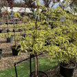 Cornus controversa 'Variegata' 
