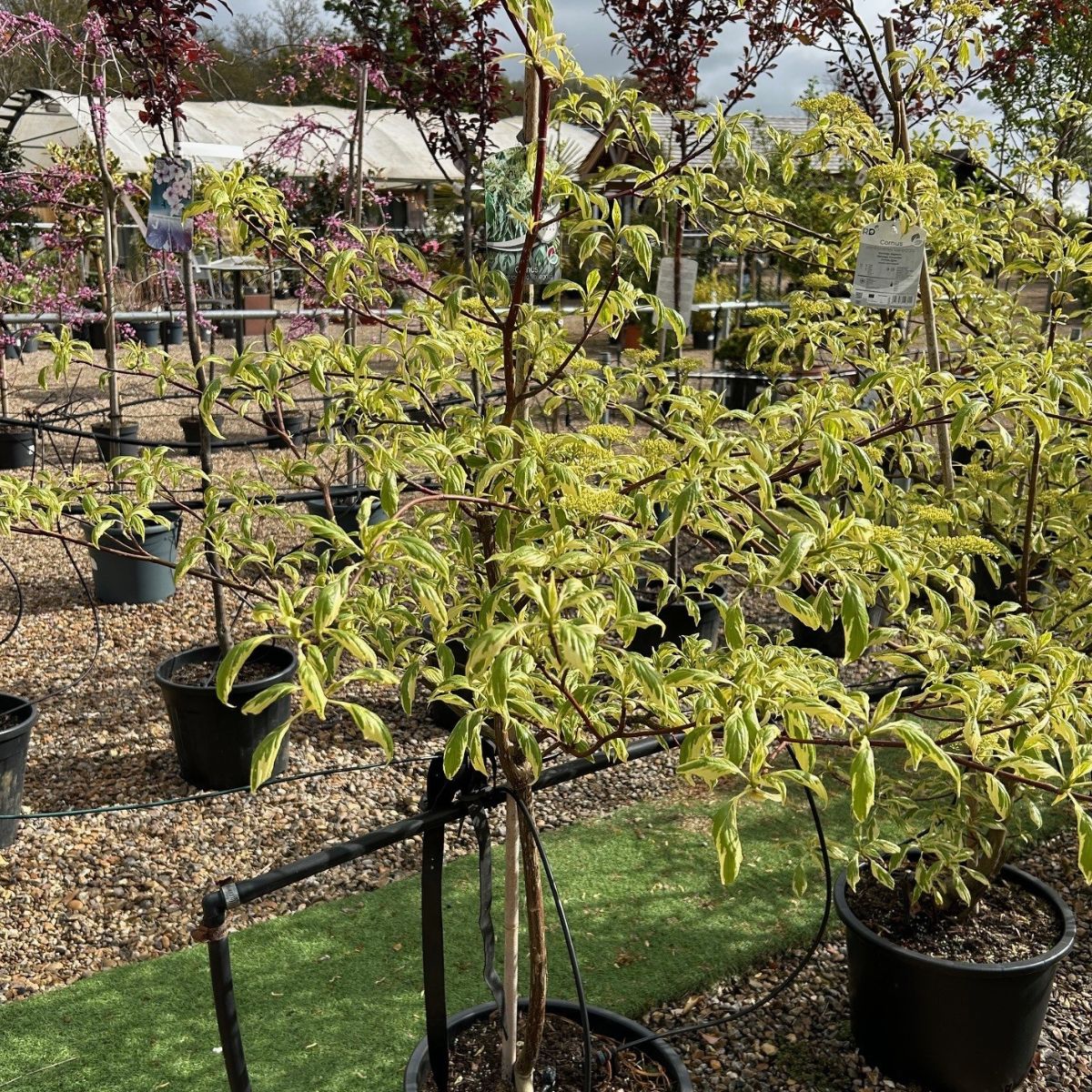 Cornus controversa 'Variegata' 