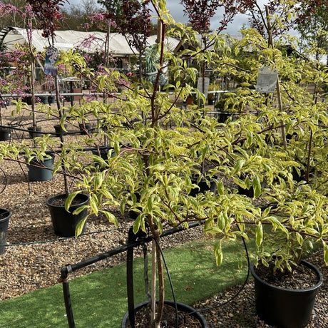 Cornus controversa 'Variegata' 
