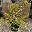 Cornus sanguinea 'Winter Beauty'
