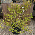 Cornus sanguinea 'Winter Beauty'
