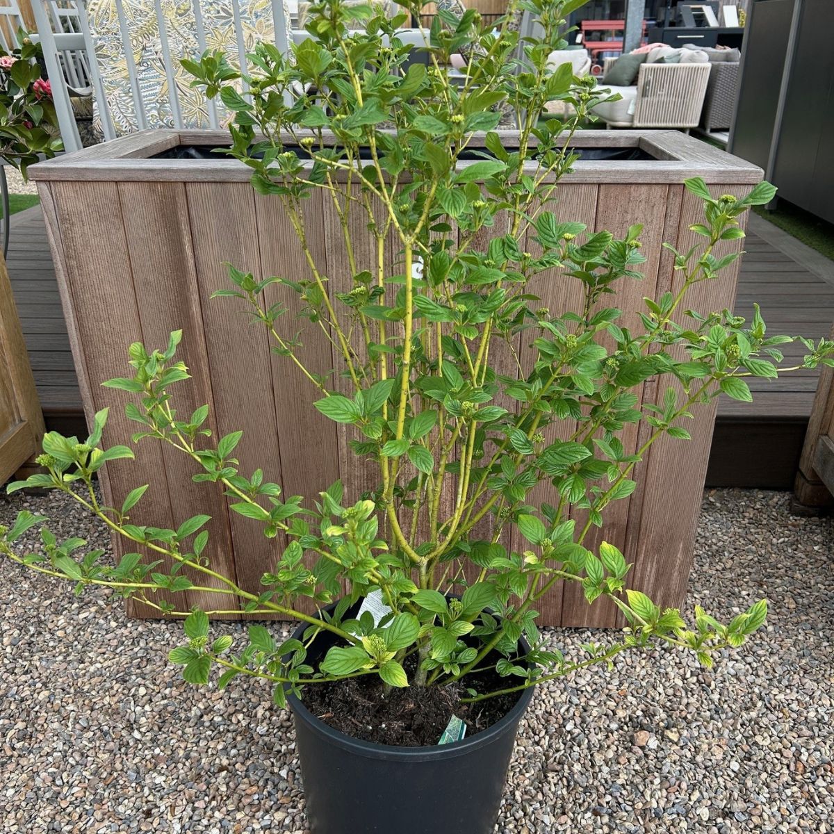 Cornus sericea 'Flaviramea' 