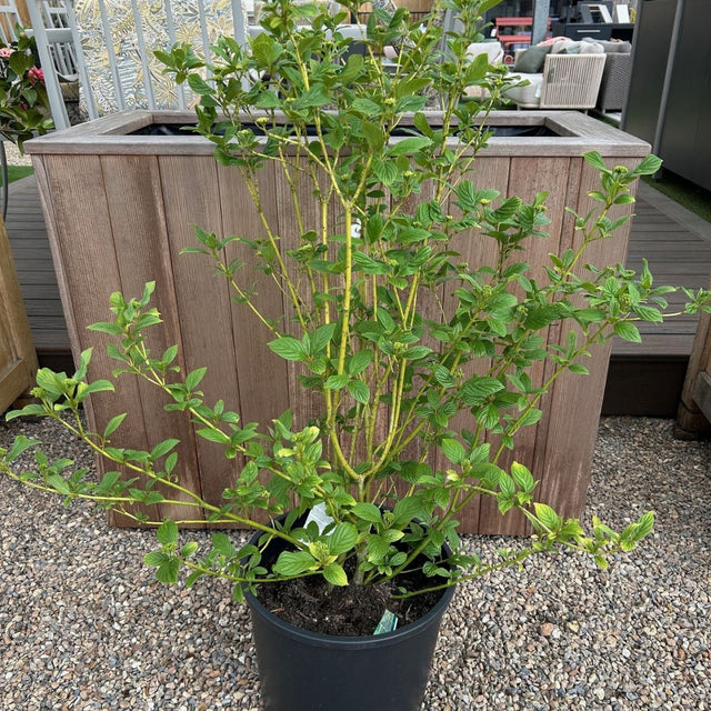 Cornus sericea 'Flaviramea' 