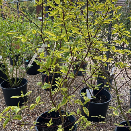 Cornus sericea 'Hedgerows Gold'