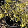 Buy Corylopsis pauciflora from Cedar Nursery, Surrey