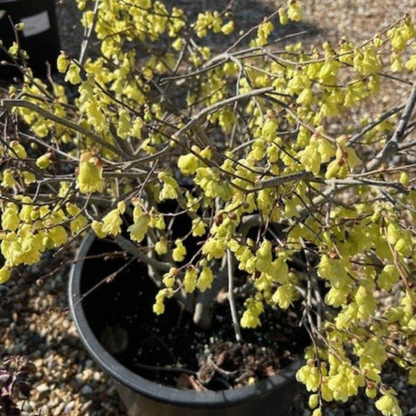 Buy Corylopsis pauciflora from Cedar Nursery, Surrey