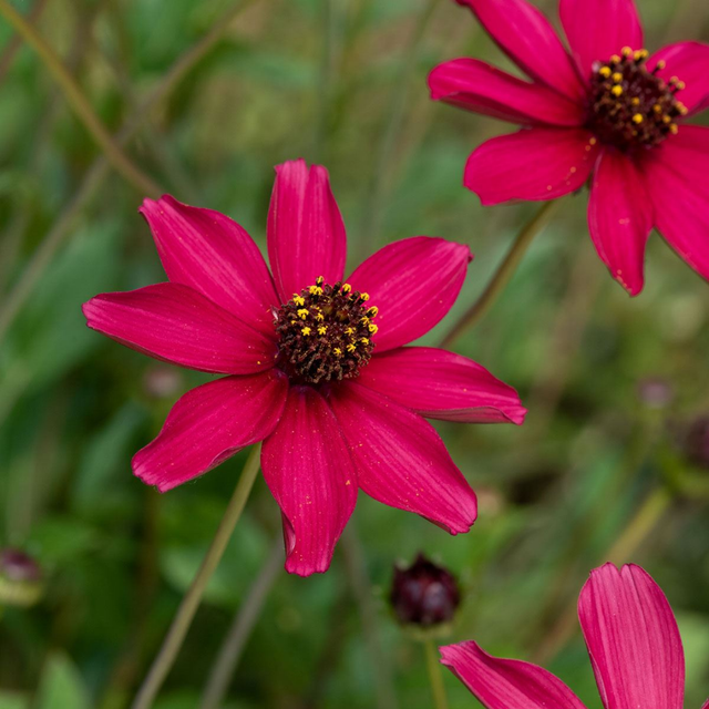 Cosmos atrosanguineus Cherry Chocolate ='Vg001' from Cedar Nursery, Cobham