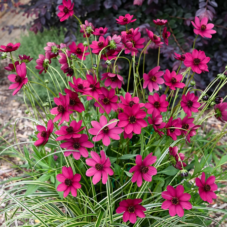 Cosmos atrosanguineus Cherry Chocolate ='Vg001' from Cedar Nursery, Cobham