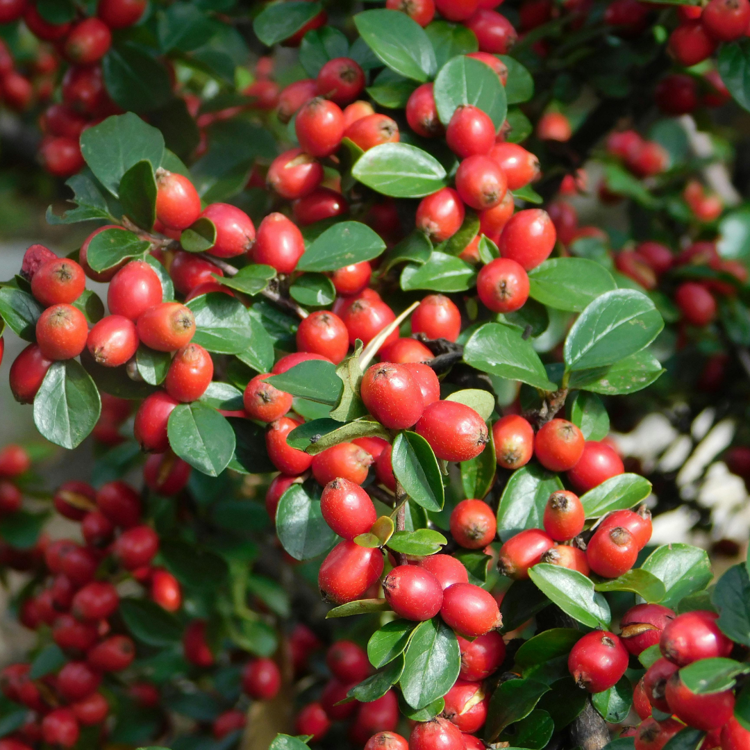 Cotoneaster horizontalis 2L at Cedar Nursery Surrey