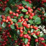 Cotoneaster horizontalis 2L at Cedar Nursery Surrey
