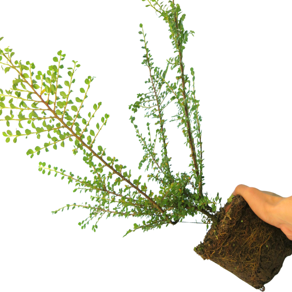 Cotoneaster horizontalis 2L at Cedar Nursery Surrey