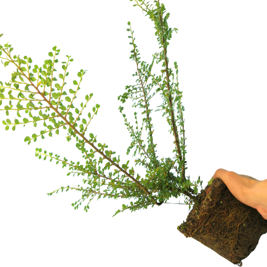 Cotoneaster horizontalis 2L at Cedar Nursery Surrey
