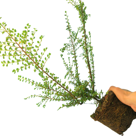 Cotoneaster horizontalis 2L at Cedar Nursery Surrey