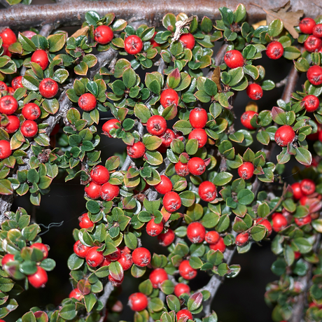 Cotoneaster horizontalis 2L at Cedar Nursery Surrey