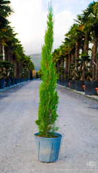 Cupressus sempervirens 'Totem'