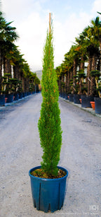 Cupressus sempervirens 'Totem'
