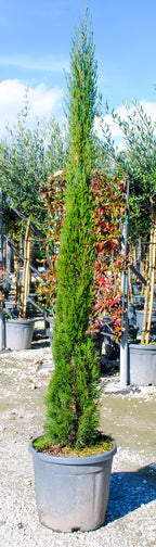 Cupressus sempervirens 'Totem'