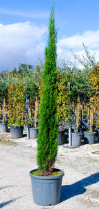 Cupressus sempervirens 'Totem'