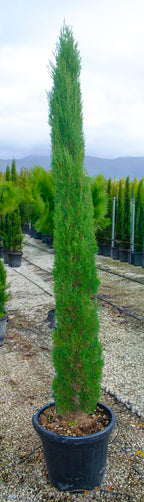 Cupressus sempervirens 'Totem'