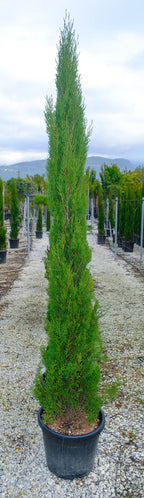Cupressus sempervirens 'Totem'