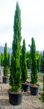 Cupressus sempervirens 'Totem'