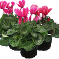 Cyclamen persicum Bicolour Growers Selection from Cedar Nursery, Cobham