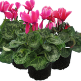 Cyclamen persicum Bicolour Growers Selection from Cedar Nursery, Cobham